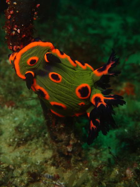 Donut Nembrotha